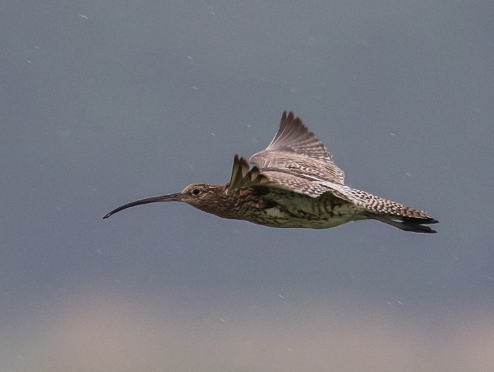 Auffällig für den graubraun gefleckten Vogel, der in Bayern vom Aussterben bedroht  ist, ist sein langer, gebogener Schnabel, den er benutzt, um Nahrung vom Boden, aus Erdlöchern und Flachwasser zu entnehmen oder im weichen Substrat aufzuspüren.  Ohne den Schutz geeigneter Mähwiesen als Biotop kann der stark bedrohte Vogel nicht überleben., © Bettina Kelm