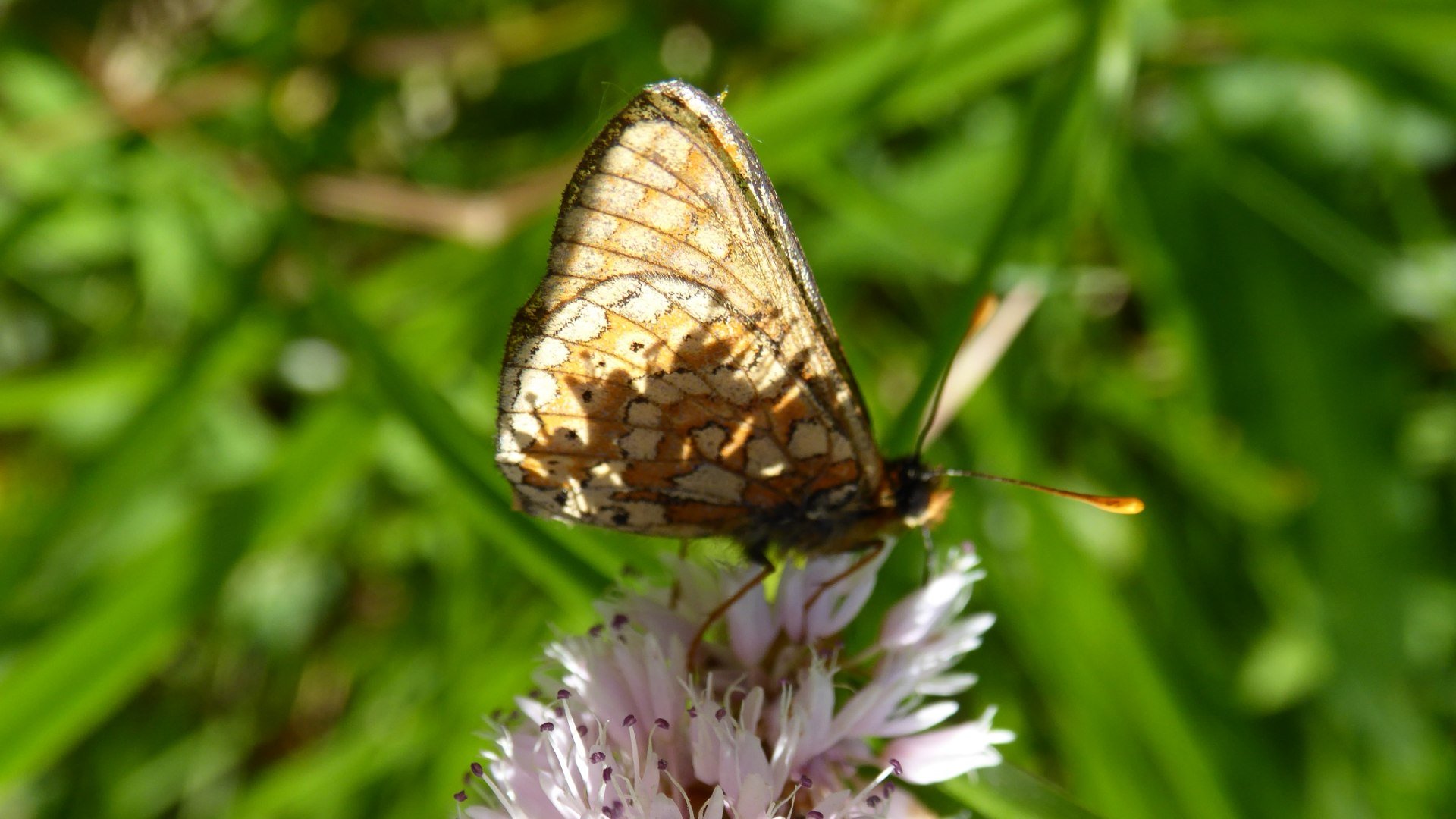 Eaurina auf Blüte, © Sonja Gaessler