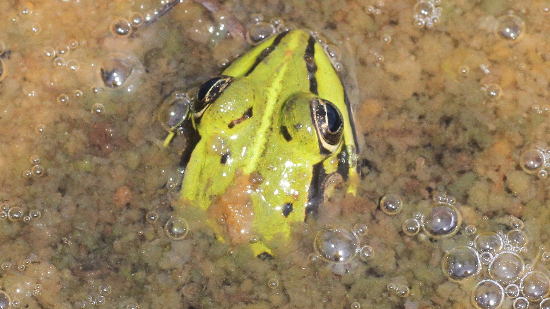 Der auch am Kirchsee vorkommende Seefrosch wird 10 bis 16 cm groß. Seine Oberseite ist olivgrün oder olivbraun mit deutlichen
dunklen Flecken., © Landratsamt Bad Tölz-Wolfratshausen|Joachim Kaschek