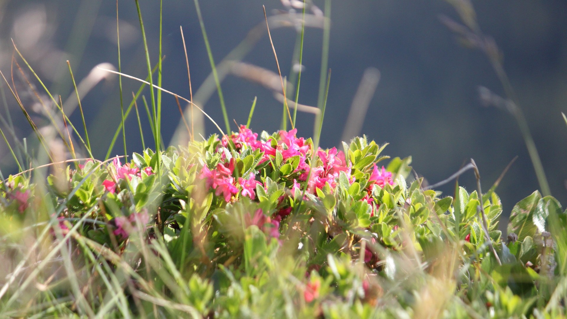 Viele verbinden die Alpenrose - ein Heidekraut das landläufig als Almenrausch bezeichnet wird - mit der Almwirtschaft in den Bergen., © Tölzer Land Tourismus | Kirschenhofer