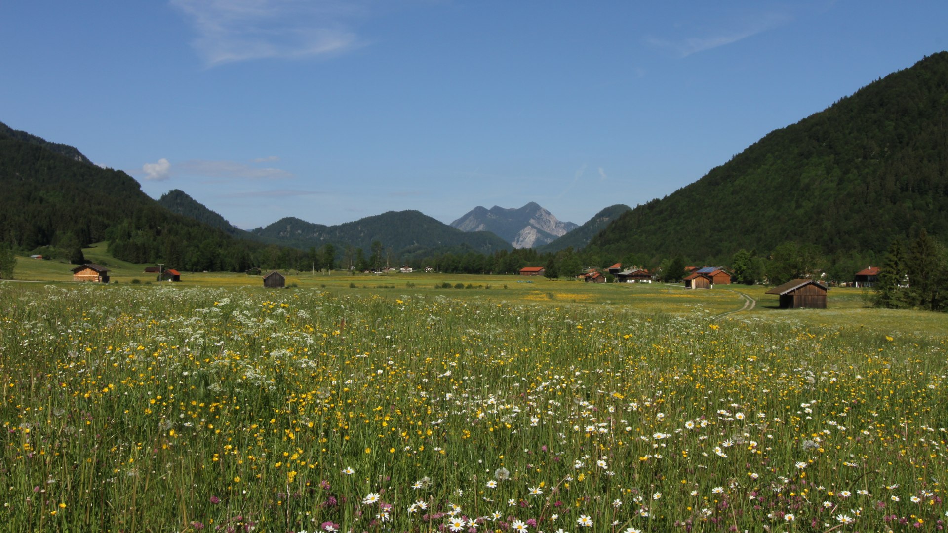 Wiese im Frühsommer im Sonnental der Jachenau , © Archiv Tölzer Land Tourismus|Foto Hans Schwaiger