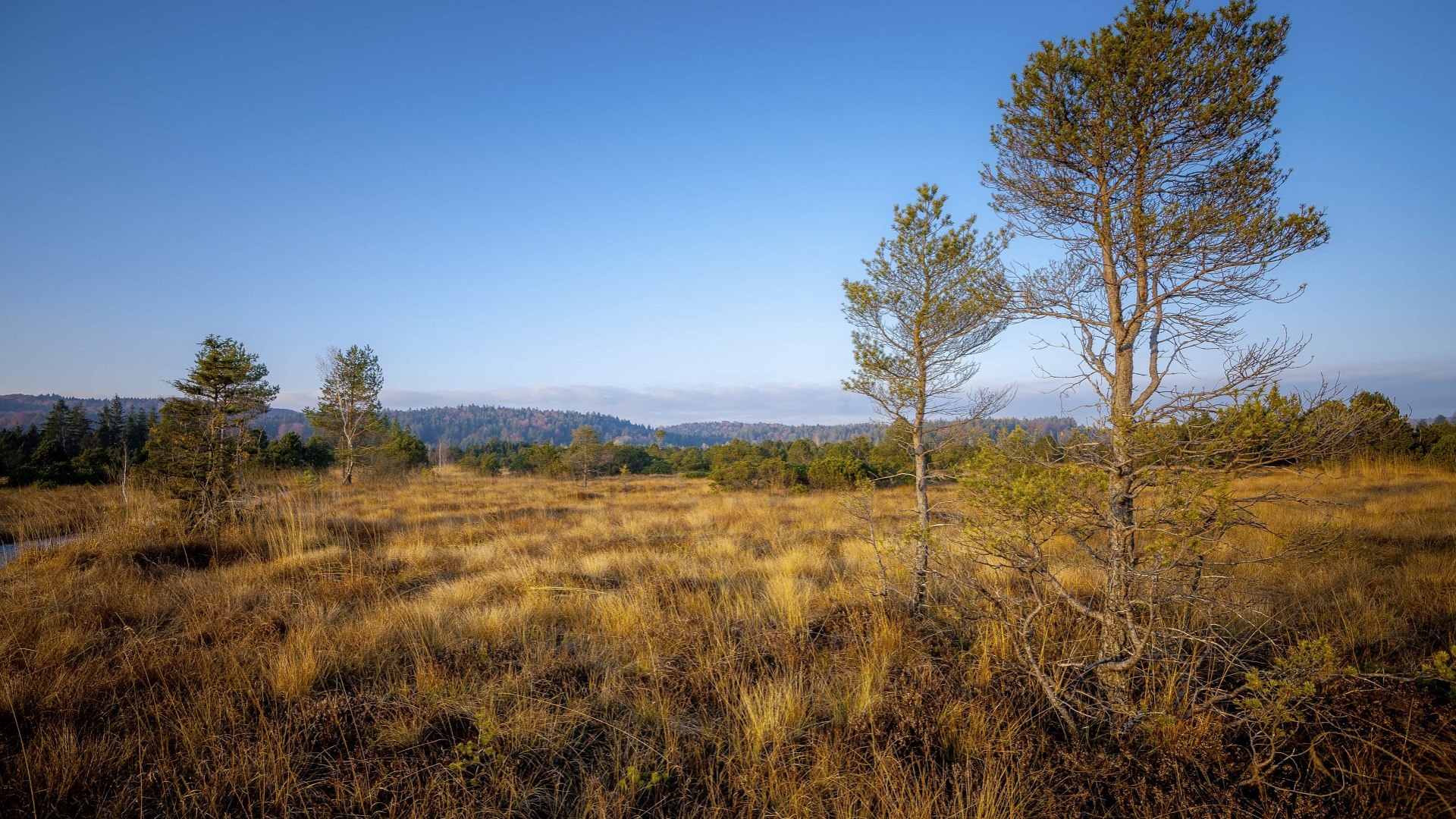 Im Ellbach-Kirchsee-Moor, © Archiv Tölzer Land Tourismus|Max Gast