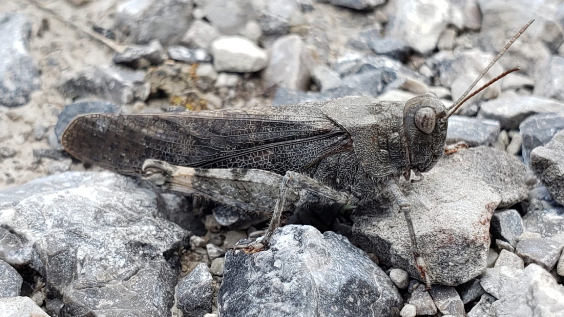 Die rotflügelige Schnarrschrecke, © Landratsamt Bad Tölz-Wolfratshausen|Kaschek